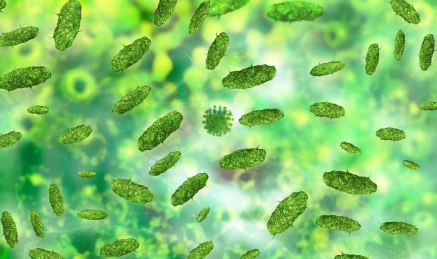 bacterias intestinales